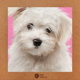 Bichon Maltese Cub T-Shirt Kids